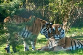 Save 56% on tickets for Knowsley Safari Park - the perfect day out during the school holidays 