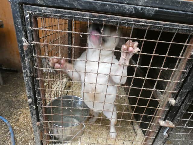 A mother and her two sons have been banned from keeping animals for a total of 40 years after forcing 22 dogs to live in cramped, dirty and freezing cages at their Fylde coast home.