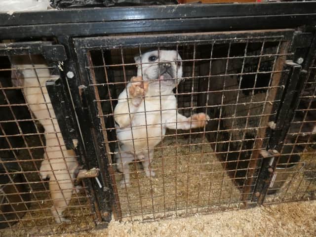A mother and her two sons have been banned from keeping animals for a total of 40 years after forcing 22 dogs to live in cramped, dirty and freezing cages at their Fylde coast home.