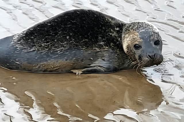 HM Coastguard Fleetwood helped rescue the adorable seal who became stranded on the beach.
