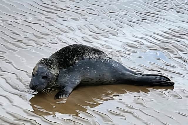 The adorable seal has now been rescued