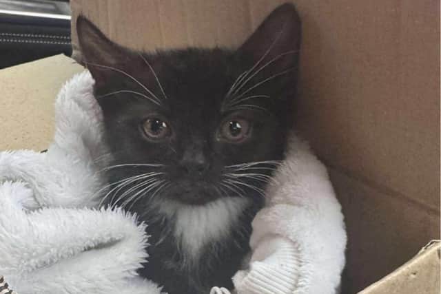 Wendy Mulela of Homeward Bound said she was called yesterday evening about a litter of kittens who had been ‘disposed of’ by some drug users in Grange Park.