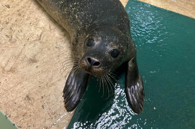 A young seal rescued from a Fleetwood beach is now on the road to recovery