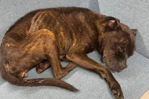 How Molly was found after being abandoned under a bridge