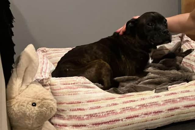 Molly will cross over the rainbow bridge this week