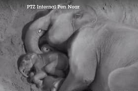 A heartwarming new image from Blackpool Zoo shows Tara and her calf Zaiya snuggling together overnight