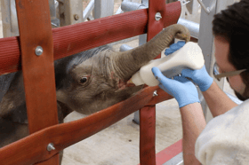 Blackpool Zoo is celebrating a major milestone in elephant care as baby Zaiya continues to thrive under the watchful eyes of dedicated keepers