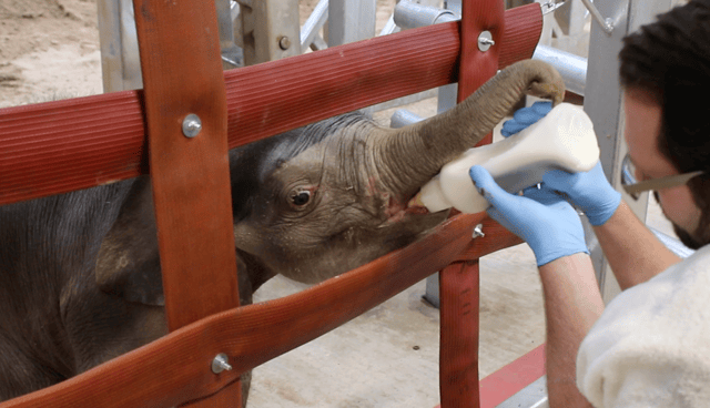 Blackpool Zoo is celebrating a major milestone in elephant care as baby Zaiya continues to thrive under the watchful eyes of dedicated keepers
