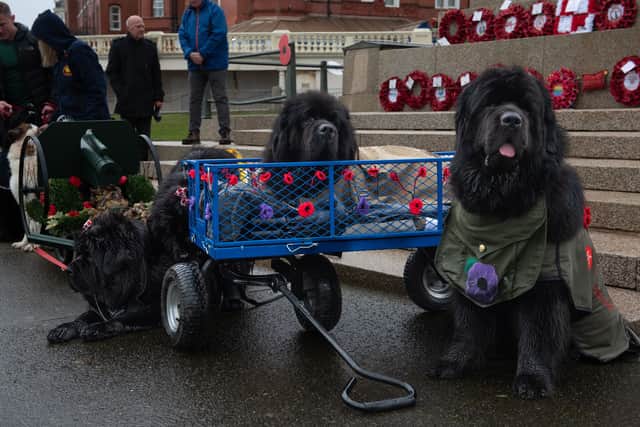 Mitch and Hobie the Newfoundlands in their remembrance day cart, honouring the fallen service animals from WWI and II. Credit : Lucinda Herbert
