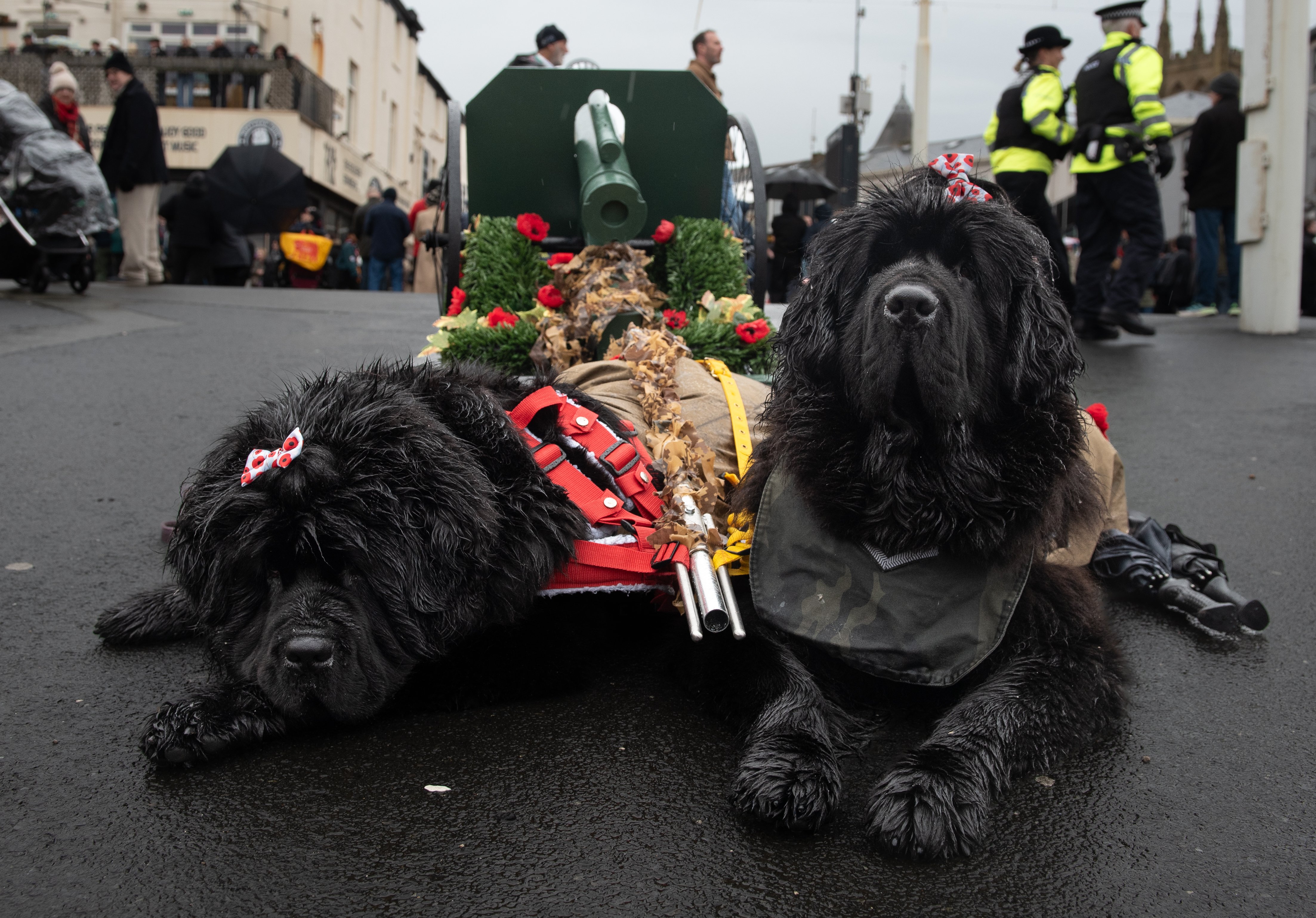 Adorable giant dogs wear poppy outfits for Armistice Day service