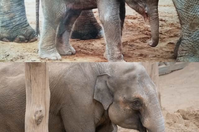 Tara the elephant becomes mother at Blackpool Zoo, celebrating conservation success