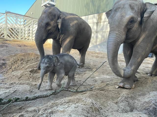 From Wednesday, January 21, to Friday, January 23, access up to Project Elephant Base Camp at Blackpool Zoo will be temporarily closed while improvements are carried out to the upper walkway.