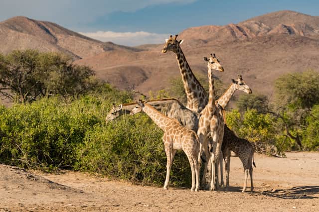 Angolan giraffe eating in northwest Namibia