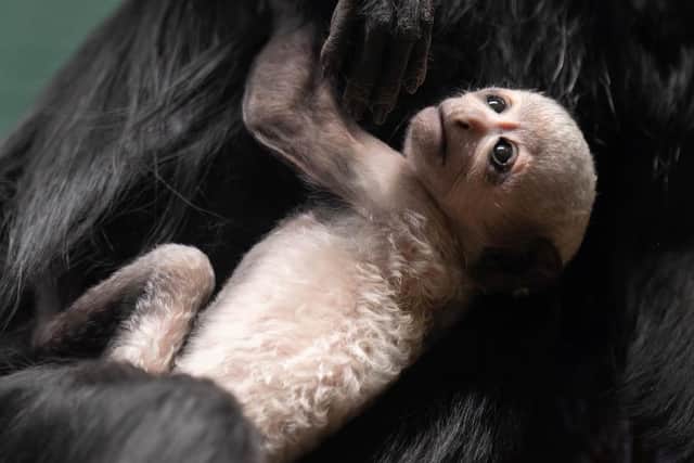 Blackpool Zoo has had a bumper start to the birthing season with the arrival of three endangered king colobus monkeys.