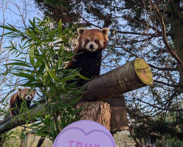 The Red Panda is after true love this Valentine's Day