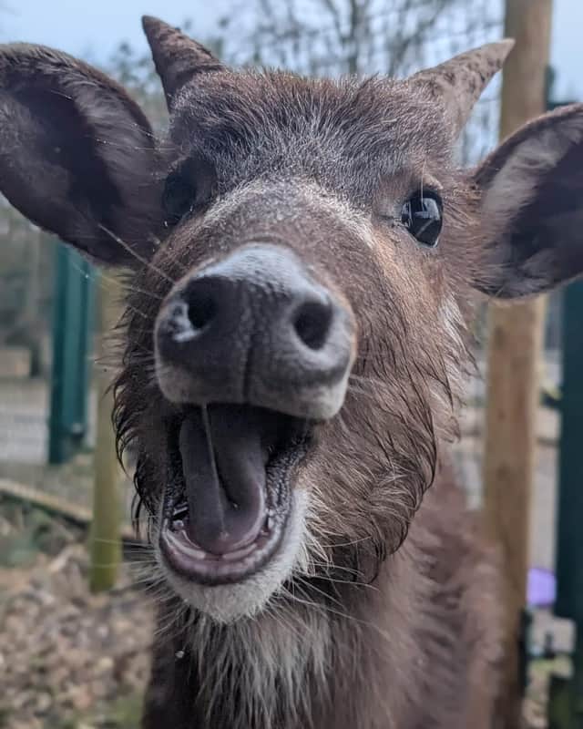 Asha will soon be settling into the brand-new antelope stable at the bottom of Blackpool Zoo's expanded giraffe habitat, where he’ll live alongside the rest of the sitatunga herd and giraffes Olympia and O’Grady.
