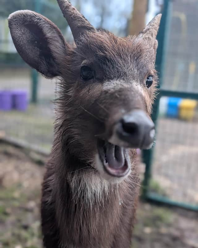 Blackpool Zoo welcomes adorable new addition Asha to the fold