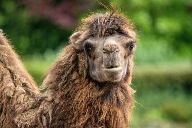 Blackpool Zoo is offering 40 per cent discount next month for people who live in certain postcode areas