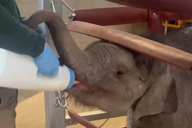 In September 2025, history was made at the zoo with the birth of endangered elephant calf Zaiya - six months on she’s been stealing hearts ever since!