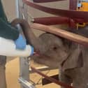 In September 2025, history was made at the zoo with the birth of endangered elephant calf Zaiya - six months on she’s been stealing hearts ever since!