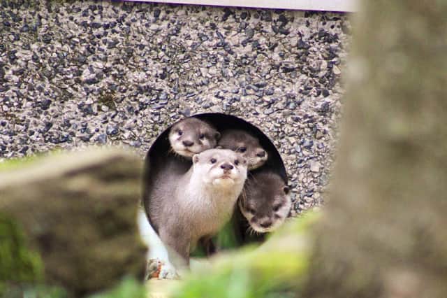 Peekaboo! Otter Ash returned on Monday to Blackpool Zoo alongside her pups – Pebble, Coral and River!