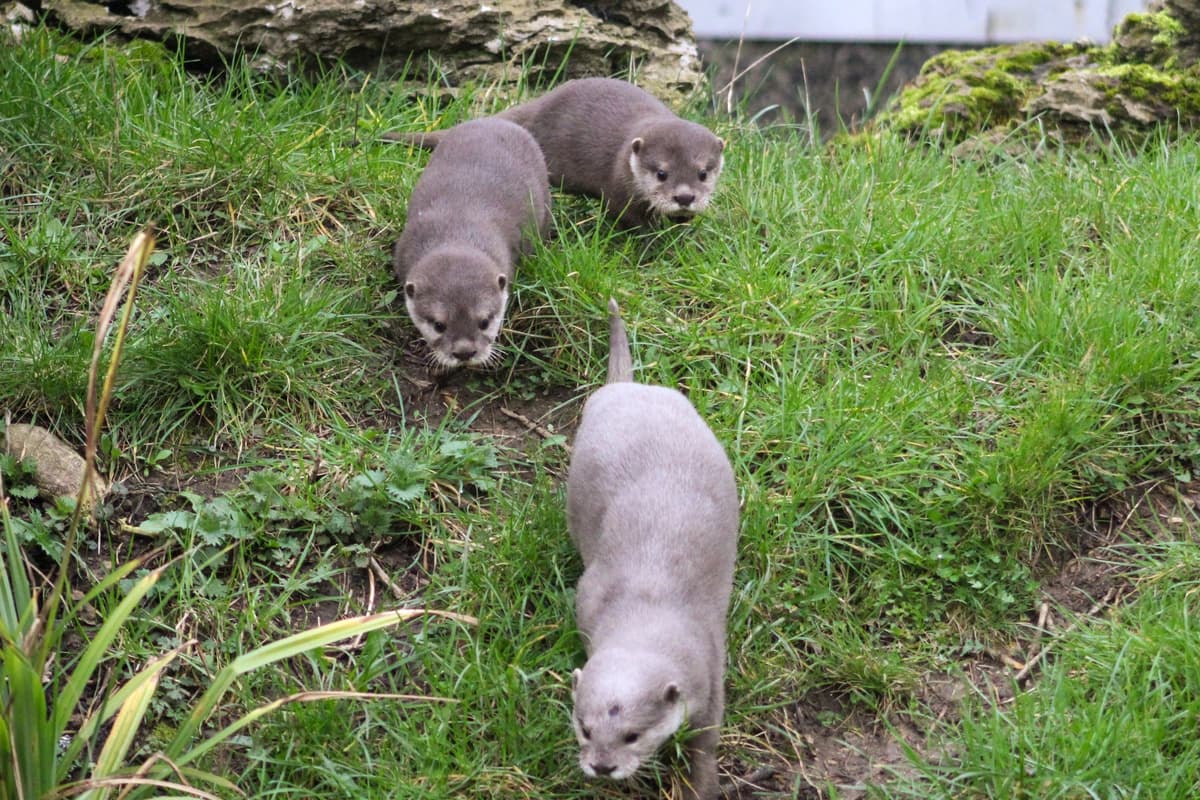 Female otter Ash returns to Blackpool Zoo with three adorable pups