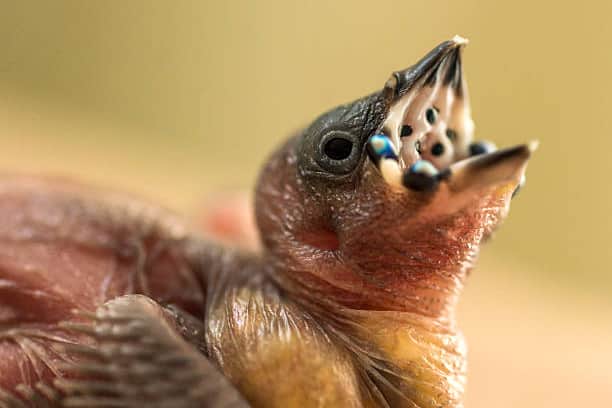 Golden Finches hatch at Blackpool Zoo