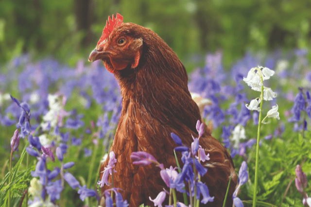 350 ex-commercial hens in Greenhalgh (near Preston) who urgently need homes reserved by 2pm this Friday (April 10) ahead of a rehoming event on Saturday April 11.  