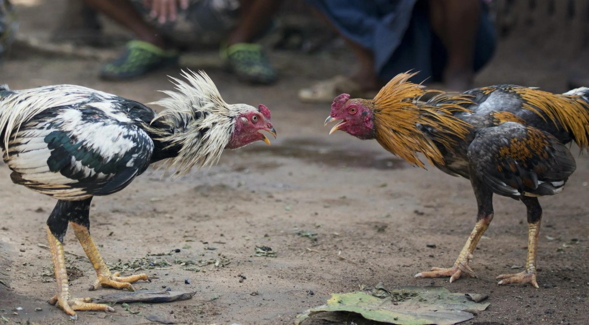 ‘Performance-enhancing drugs and knives to inflict damage’ - Blackpool man hit with cockfighting conviction