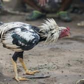 Anne Marie Ryan stated that she has received reports indicating that individuals in the town and surrounding areas are breeding birds specifically for illegal fighting.