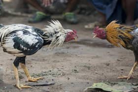 Anne Marie Ryan stated that she has received reports indicating that individuals in the town and surrounding areas are breeding birds specifically for illegal fighting.