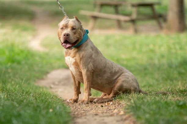 The owners of XL bully type dogs are being urged to have them registered by the end of this month