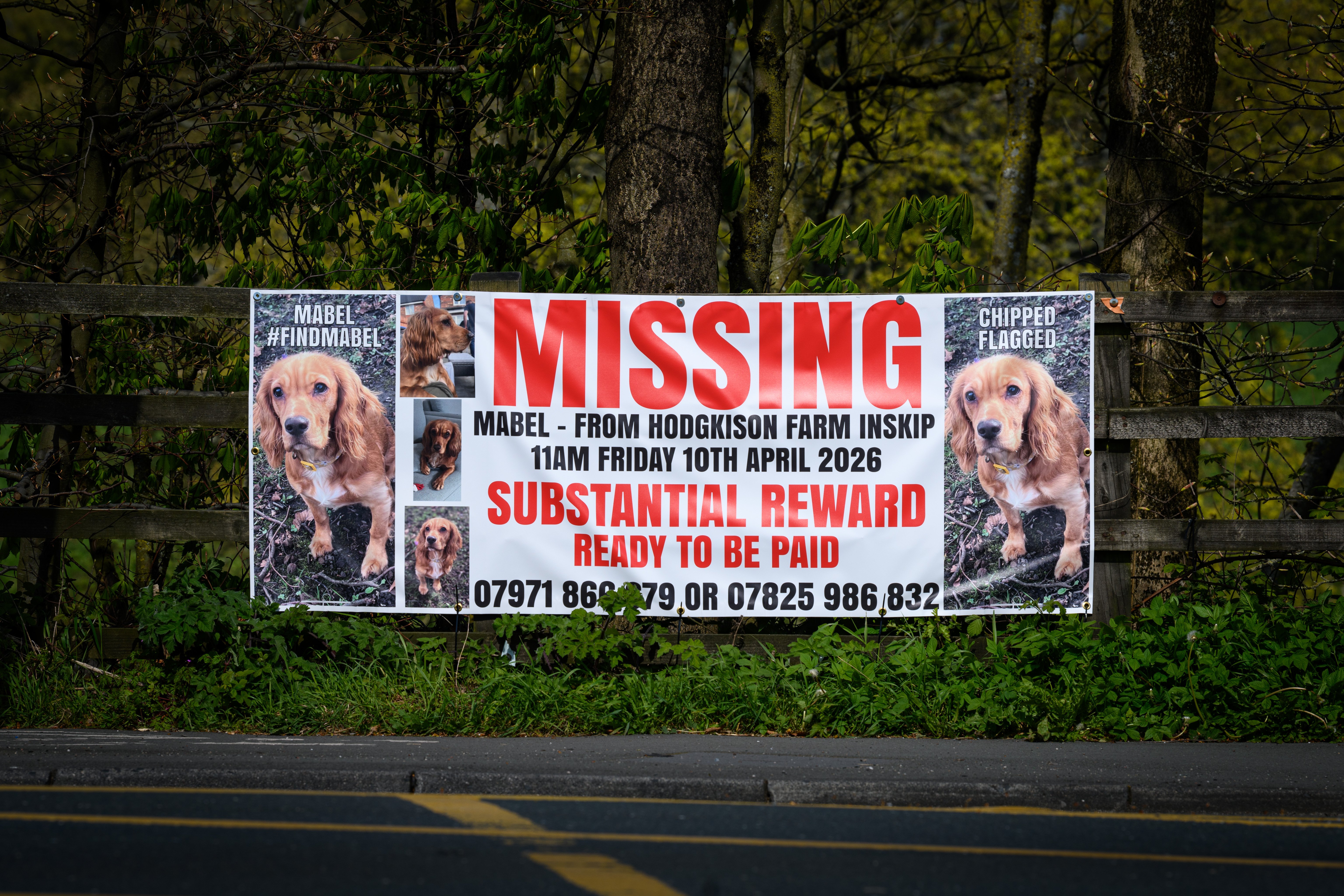 'Life feels empty' - Owner of stolen dog renews £10k reward offer three months on from last sighting on M55