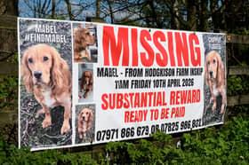 A missing dog poster for Mabel has been put up on the roundabout which links the M55 and M6 in Preston