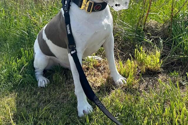 Current owners may continue to own their dogs but will need to follow new rules, requiring them to have their dog on a lead and muzzled, while out and about in public.