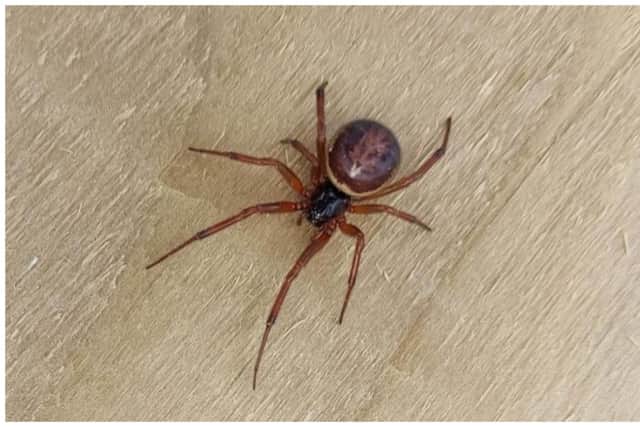 The Noble False Widow Spider
