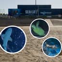 The team at Blackpool Sea Life have reimaged their iconic ocean tank during a £1.4 million transformation creating an immersive Jurassic seascape that connects modern marine life with their ancient ancestors.