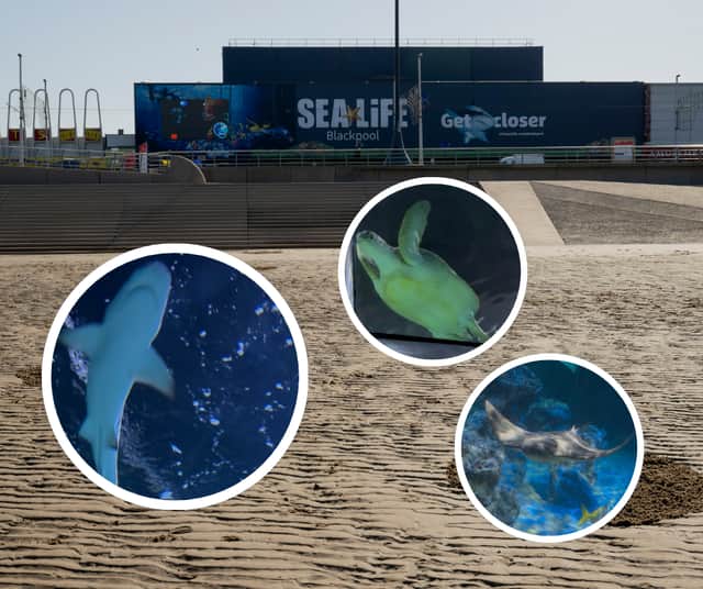 The team at Blackpool Sea Life have reimaged their iconic ocean tank during a £1.4 million transformation creating an immersive Jurassic seascape that connects modern marine life with their ancient ancestors.