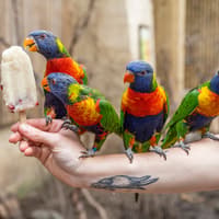 PETA says it's 'flying high' parrots will not be used as 'selfie props' as new Blackpool attraction refused