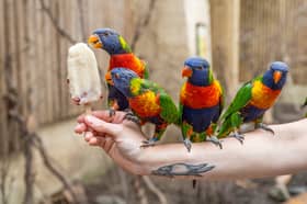 PETA 'flying high' parrots won't be used as 'selfie props' as new Blackpool attraction refused