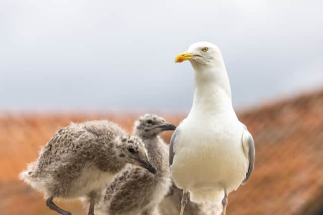 Kind-hearted ‘rescuers’ar being  advised to leave gull chicks alone if they seem abandoned