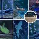 'So lucky' - I explored the £1.4m transformation of Blackpool Sea Life