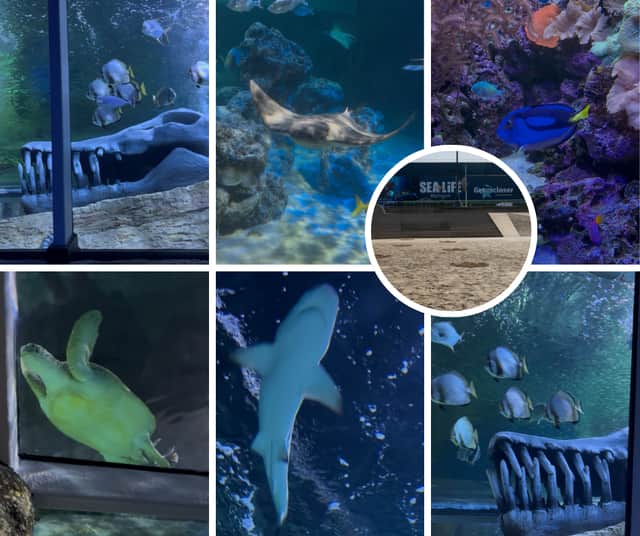 'So lucky' - I explored the £1.4m transformation of Blackpool Sea Life