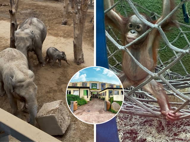 'My heart was stolen' - I spent the day at Blackpool Zoo meeting their new arrivals