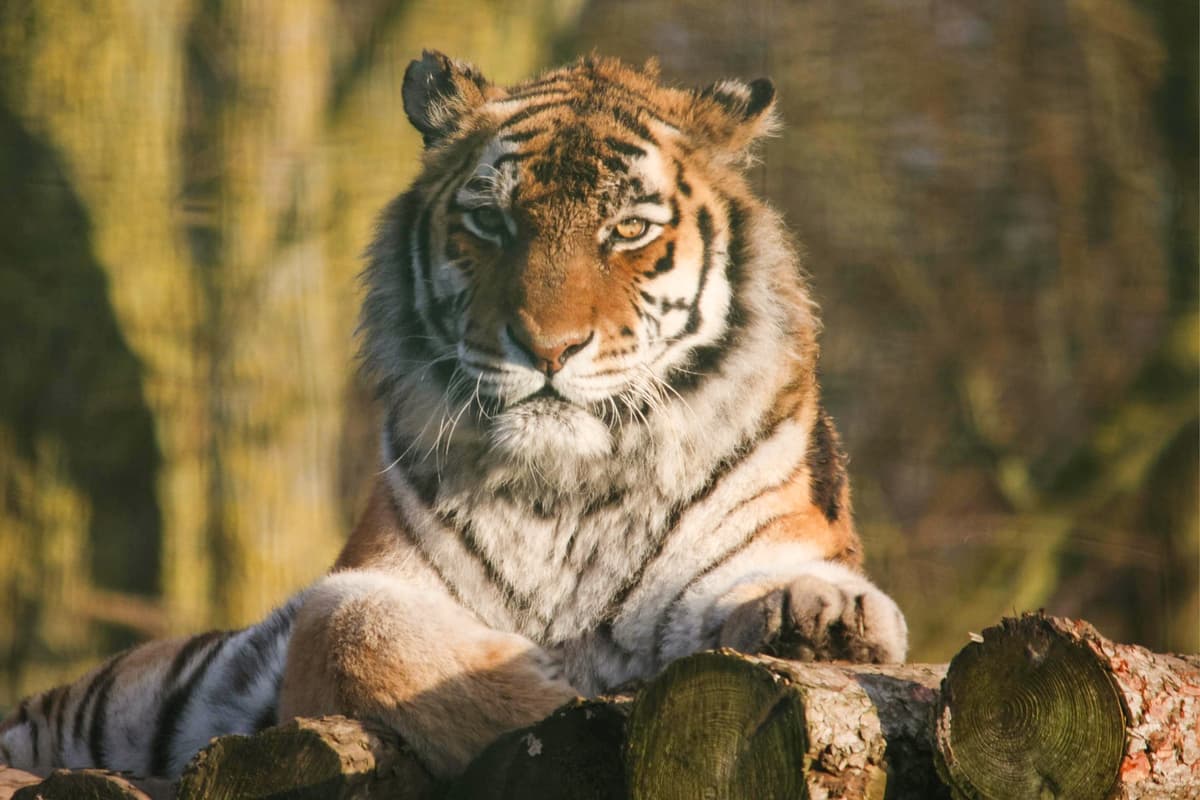 Alyona the Amur Tiger celebrates 18th birthday at Blackpool Zoo