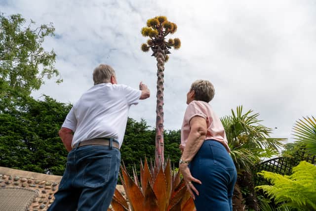 John and Maureen Hall's Mexican Agave plant, which only flowers once in its 25-40 year lifespan, and dies immediately after, in their garden in Lytham.