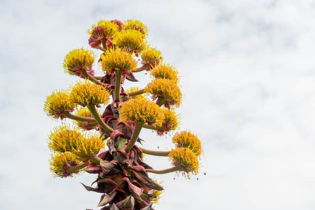 The plant is native to the mountains in Mexico and can take up to 25 years to flower.