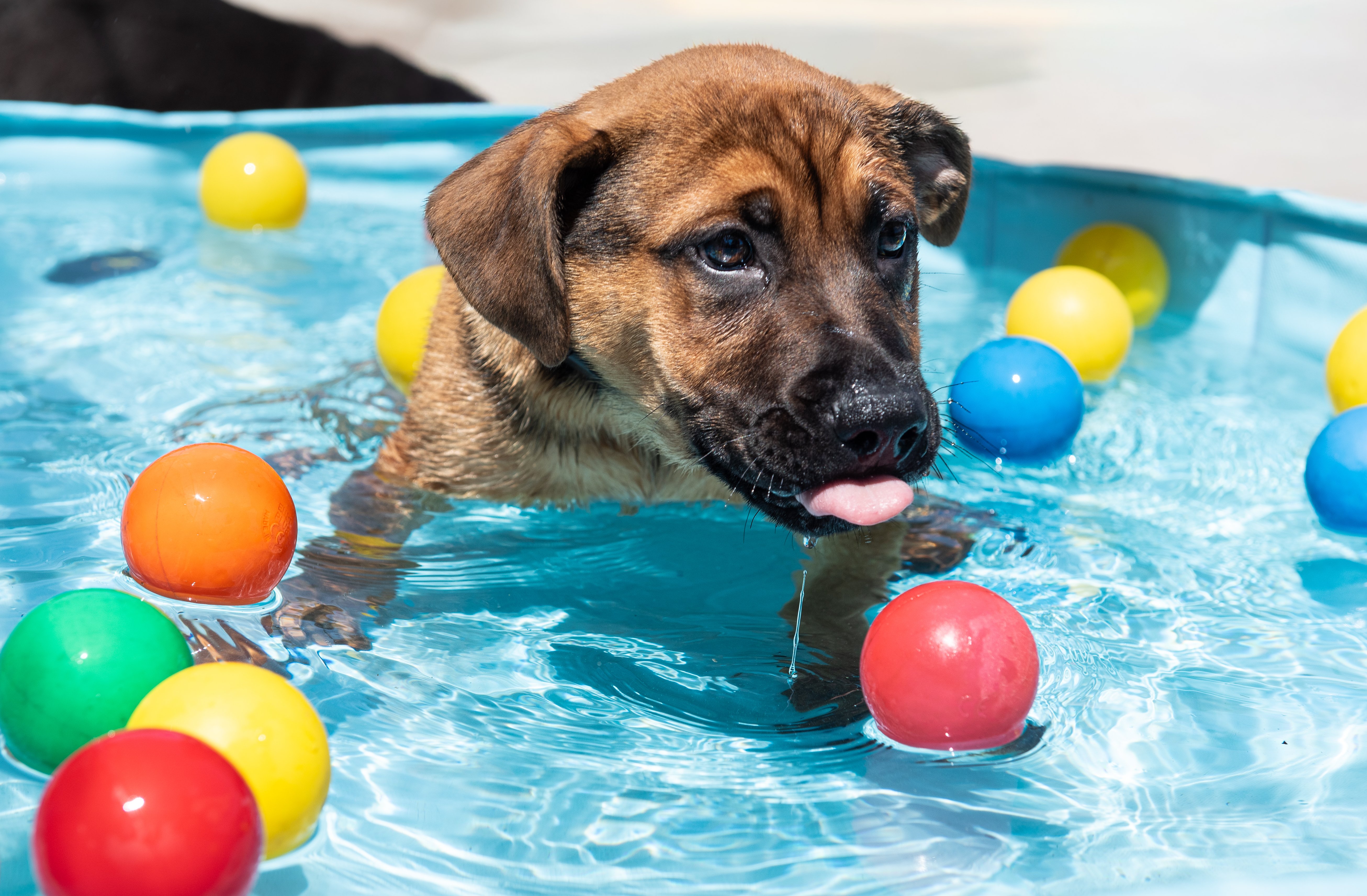 Adorable puppies Barney and Rubble splash around in Homeless Hounds paddling pool