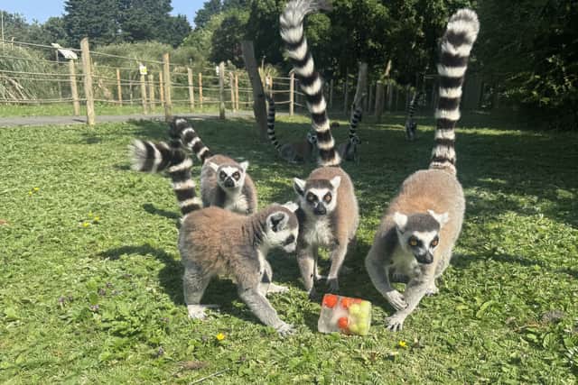 Ring-tailed Lemurs
