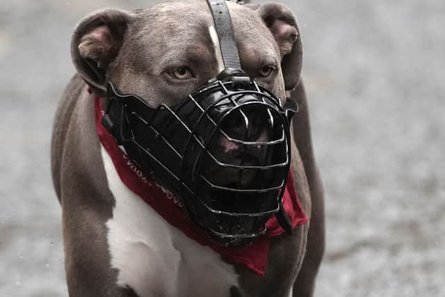 An XL bully dog wearing a muzzle